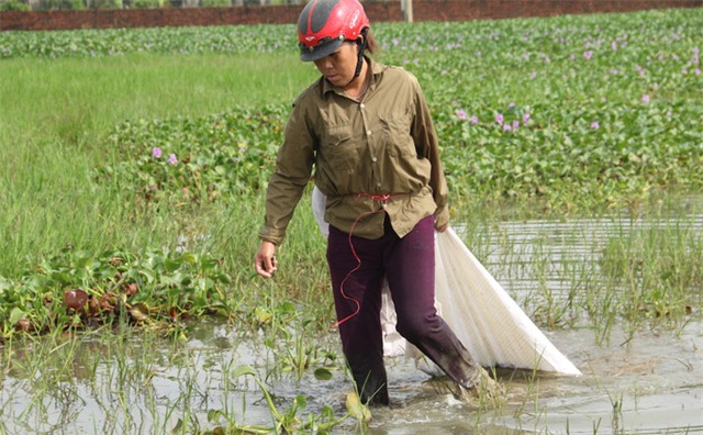 Công việc nặng nhọc và có phần nguy hiểm. Không ít người đã dẫm phải mảnh chai, đổ máu khi săn tìm ốc.