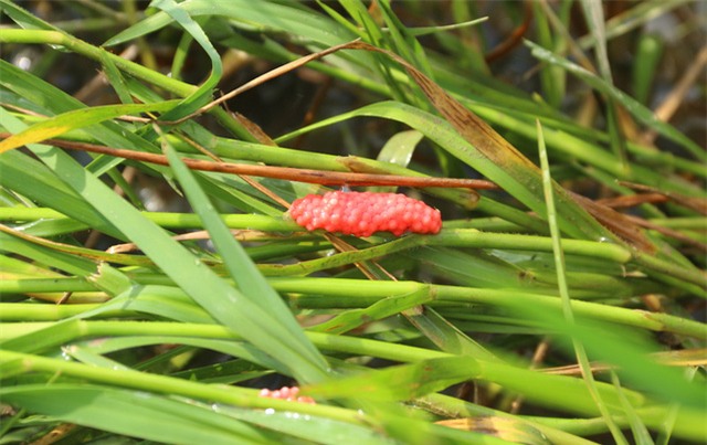 Đến hẹn lại lên, khi những cánh đồng săm sắp nước cũng là lúc báo hiệu một mùa mưu sinh mới của rất nhiều hộ dân. Tại cánh đồng này, trứng ốc biêu vàng có ở khắp nơi và sinh sản rất nhanh. Thu gom ốc bươu vàng như hiện nay quả là biện pháp “nhất cử lưỡng tiện”, vừa có ích cho nghề nuôi thủy sản vừa tạo thêm việc làm, thu nhập cho nhà nông, vừa diệt trừ nó bảo vệ mùa màng.