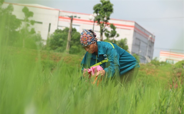 Bắt ốc cũng vất vả lắm, ngày công cũng không được bao nhiêu, cũng coi là một nghề phụ để tăng thêm thu nhập chị Thi chia sẻ.