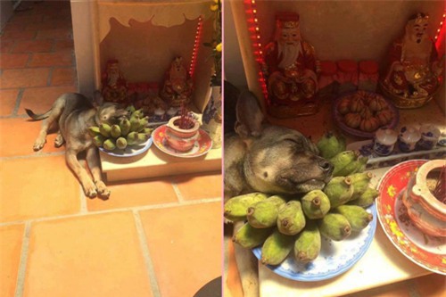 cuoi "rot ham" voi loat anh cho, meo leo ban tho: "em chi muon chuoi goi dau chu em khong an!" - 1