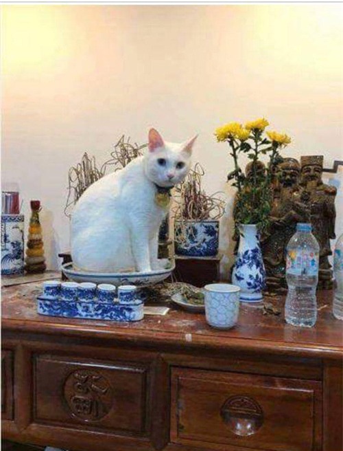 cuoi "rot ham" voi loat anh cho, meo leo ban tho: "em chi muon chuoi goi dau chu em khong an!" - 10