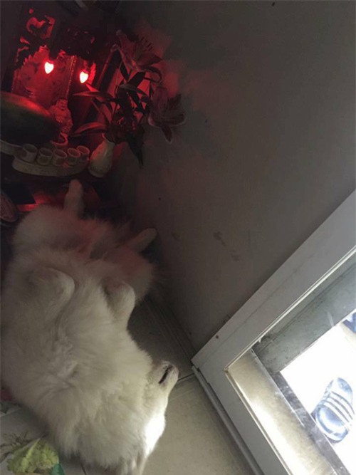 cuoi "rot ham" voi loat anh cho, meo leo ban tho: "em chi muon chuoi goi dau chu em khong an!" - 11