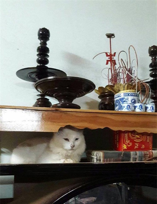 cuoi "rot ham" voi loat anh cho, meo leo ban tho: "em chi muon chuoi goi dau chu em khong an!" - 12