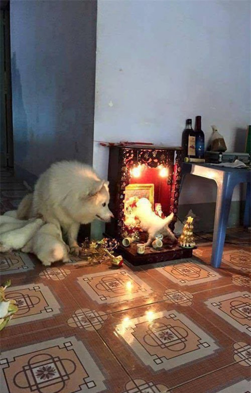 cuoi "rot ham" voi loat anh cho, meo leo ban tho: "em chi muon chuoi goi dau chu em khong an!" - 13