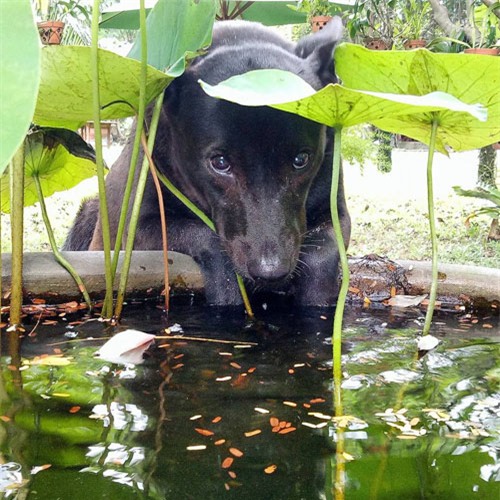 cuoi "rot ham" voi loat anh cho, meo leo ban tho: "em chi muon chuoi goi dau chu em khong an!" - 14