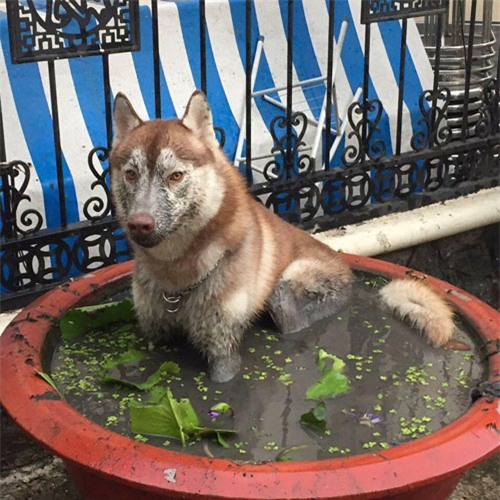 cuoi "rot ham" voi loat anh cho, meo leo ban tho: "em chi muon chuoi goi dau chu em khong an!" - 15