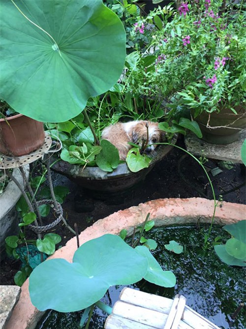 cuoi "rot ham" voi loat anh cho, meo leo ban tho: "em chi muon chuoi goi dau chu em khong an!" - 16