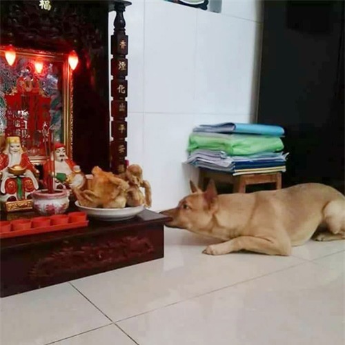 cuoi "rot ham" voi loat anh cho, meo leo ban tho: "em chi muon chuoi goi dau chu em khong an!" - 2