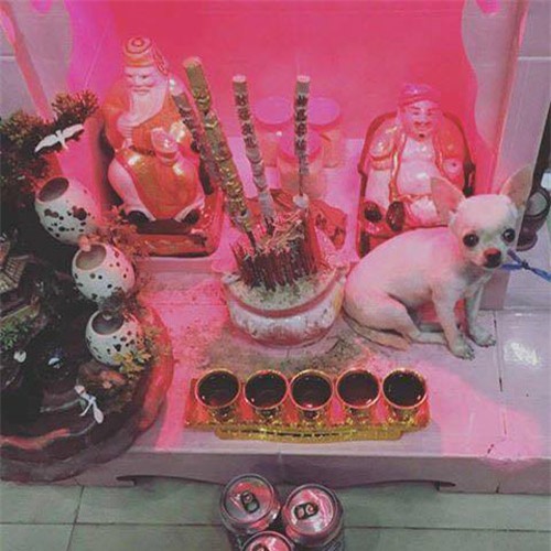 cuoi "rot ham" voi loat anh cho, meo leo ban tho: "em chi muon chuoi goi dau chu em khong an!" - 3