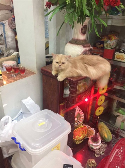 cuoi "rot ham" voi loat anh cho, meo leo ban tho: "em chi muon chuoi goi dau chu em khong an!" - 4