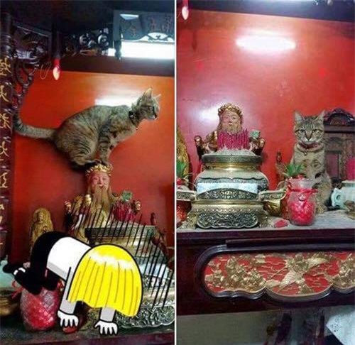 cuoi "rot ham" voi loat anh cho, meo leo ban tho: "em chi muon chuoi goi dau chu em khong an!" - 5