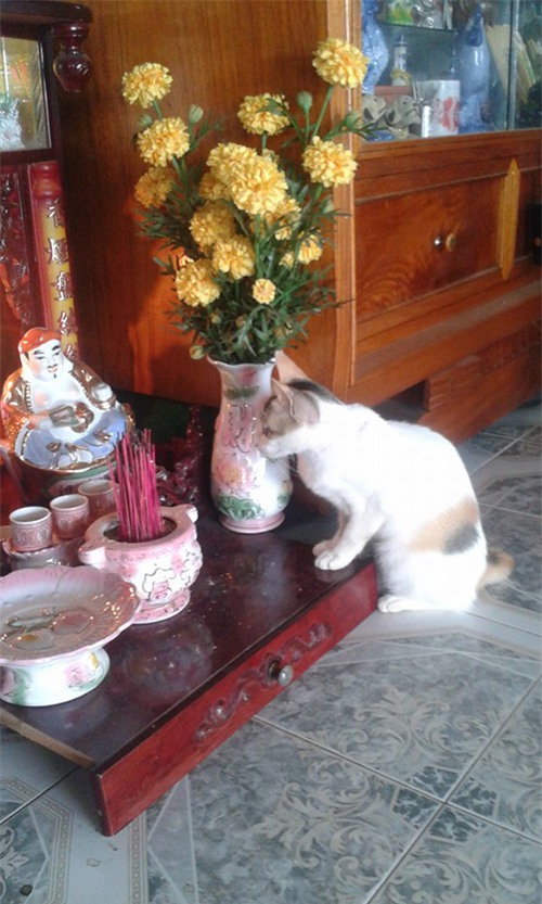 cuoi "rot ham" voi loat anh cho, meo leo ban tho: "em chi muon chuoi goi dau chu em khong an!" - 6