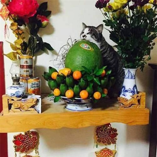 cuoi "rot ham" voi loat anh cho, meo leo ban tho: "em chi muon chuoi goi dau chu em khong an!" - 7