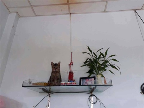 cuoi "rot ham" voi loat anh cho, meo leo ban tho: "em chi muon chuoi goi dau chu em khong an!" - 9