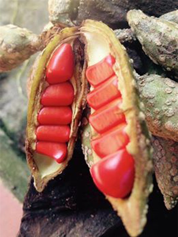 tỷ phú nông dân, làm giàu