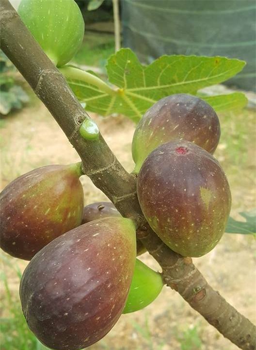 sung Mỹ, hoa quả độc lạ, hoa quả cao cấp, đặc sản nhà giàu