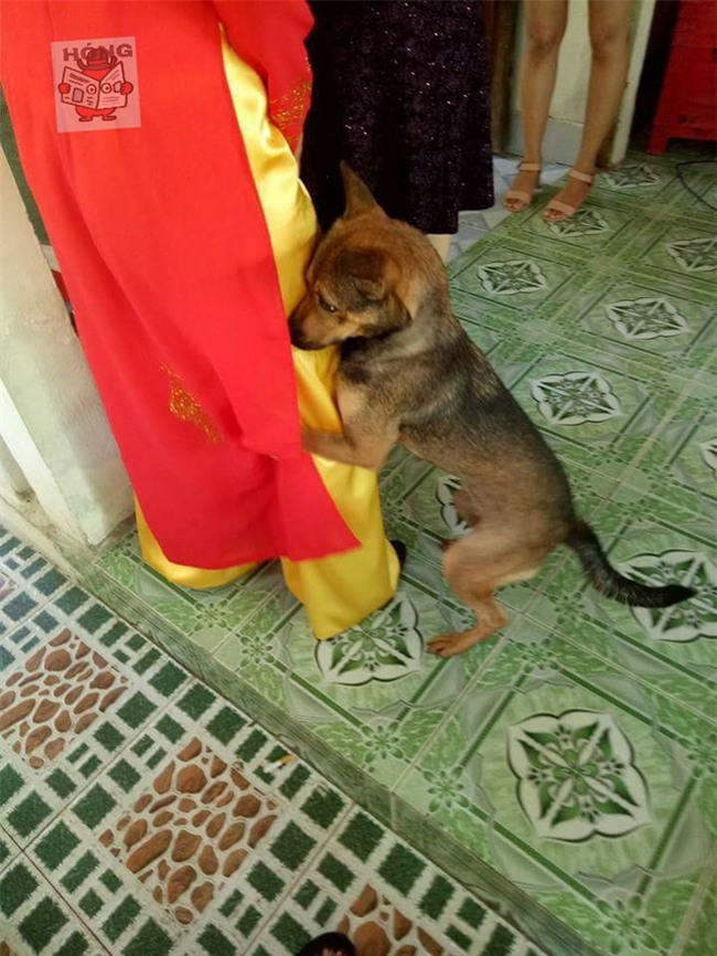 Hành động của chú chó trong ngày cưới cô chủ khiến bao người xúc động - Ảnh 2.