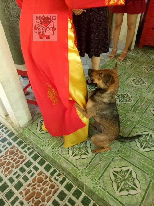 Hành động của chú chó trong ngày cưới cô chủ khiến bao người xúc động - Ảnh 3.