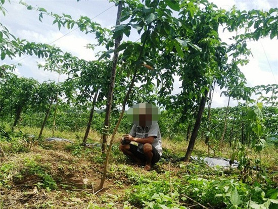 thương lái Trung Quốc, nông dân, nông sản, chanh leo, chanh dây, thương lái