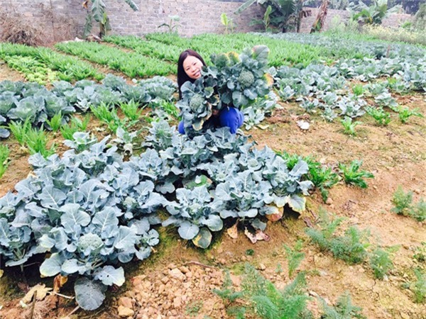 tỷ phú nông dân, về quê, nông dân, rau sạch, trồng rau, nuôi gà, trồng rau sạch
