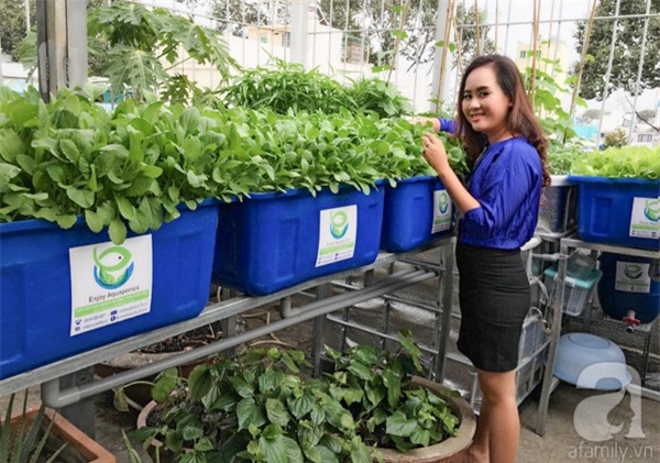 tỷ phú nông dân, về quê, nông dân, rau sạch, trồng rau, nuôi gà, trồng rau sạch
