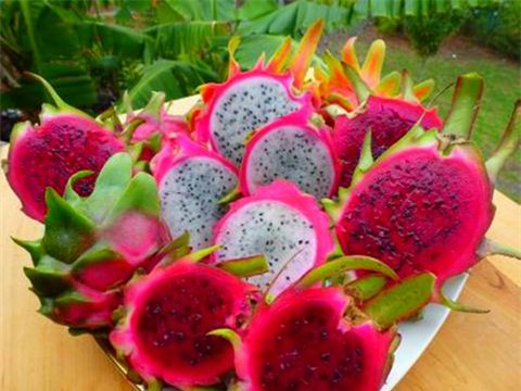 Sốt xuất huyết, Dịch bệnh, Bệnh truyền nhiễm