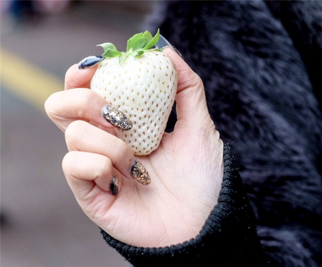 Dâu tây "bạch tạng" khủng 200.000 đồng/quả được ví như "ngọc trắng" - 1
