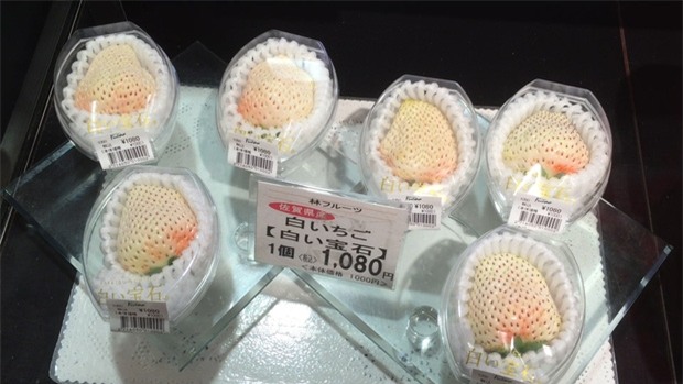 Dâu tây "bạch tạng" khủng 200.000 đồng/quả được ví như "ngọc trắng" - 11