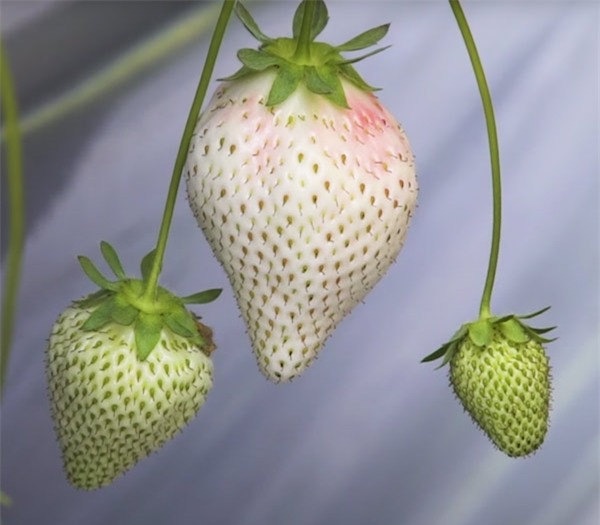 Dâu tây "bạch tạng" khủng 200.000 đồng/quả được ví như "ngọc trắng" - 2