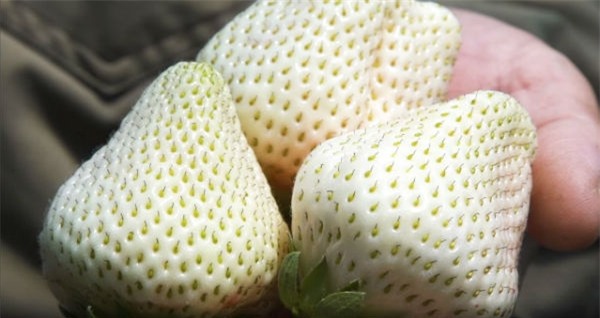 Dâu tây "bạch tạng" khủng 200.000 đồng/quả được ví như "ngọc trắng" - 6