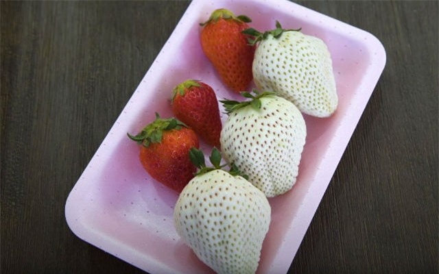 Dâu tây "bạch tạng" khủng 200.000 đồng/quả được ví như "ngọc trắng" - 9