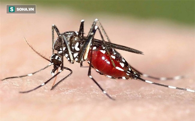 Chuyên gia khuyến cáo: Những dấu hiệu của bệnh sốt xuất huyết cần vào viện khám ngay - Ảnh 1.