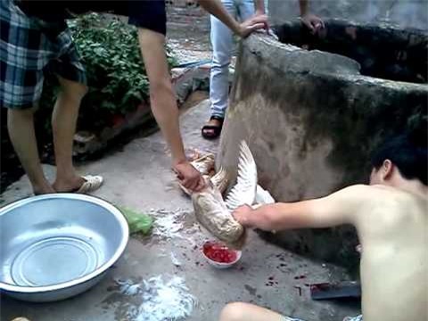 6 sự thật khủng khiếp về các loại tiết canh Made in nhà làm” - Ảnh 2.