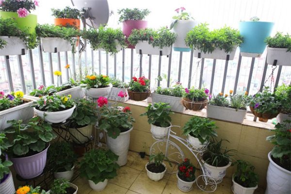 muon trong cay o ban cong vua dep vua hut tai loc, phai biet nhung dieu nay - 2