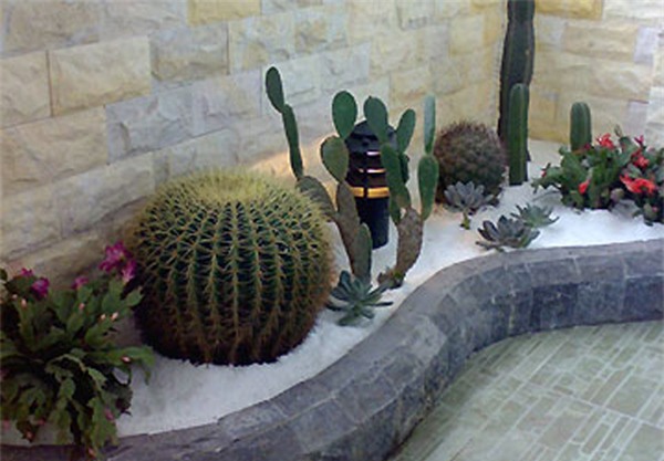 muon trong cay o ban cong vua dep vua hut tai loc, phai biet nhung dieu nay - 3