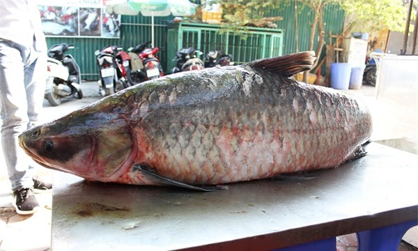 cá trắm đen, cá khủng, cá trắm khủng, thủy quái, thác bà