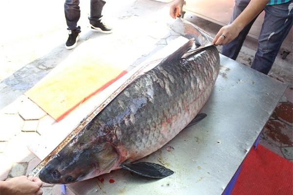 cá trắm đen, cá khủng, cá trắm khủng, thủy quái, thác bà