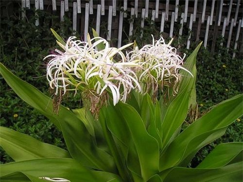 Ung thư vú,Nguyên nhân gây bệnh ung thư,Triệu chứng bệnh ung thư,Điều trị bệnh ung thư