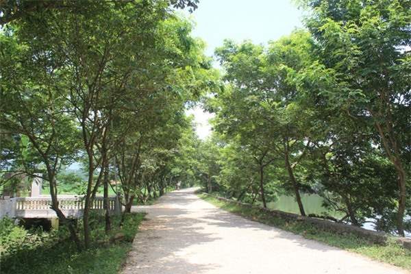 Cây sưa, gỗ sưa, gỗ quý