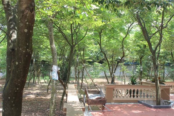 Cây sưa, gỗ sưa, gỗ quý