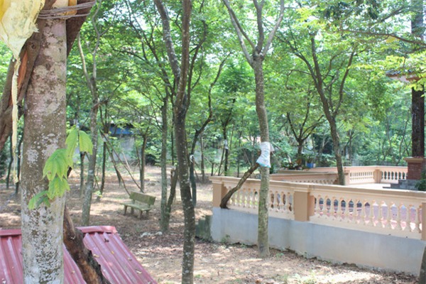 Cây sưa, gỗ sưa, gỗ quý