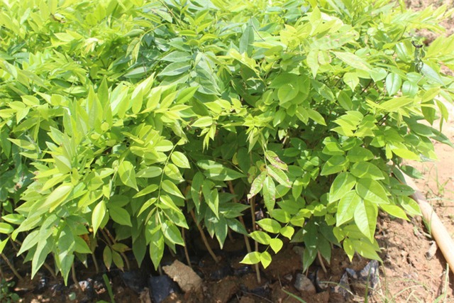 Cây sưa, gỗ sưa, gỗ quý