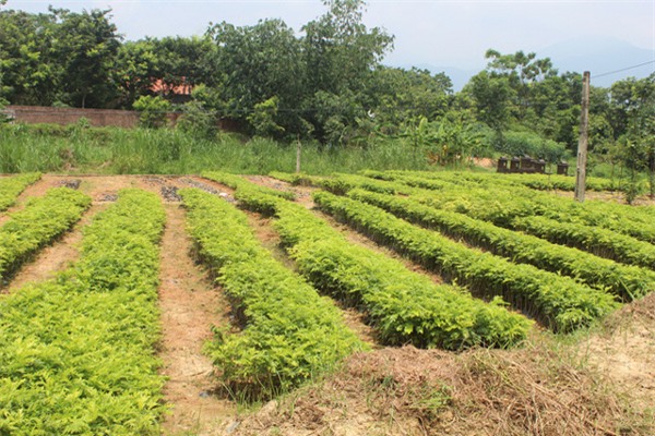 Cây sưa, gỗ sưa, gỗ quý