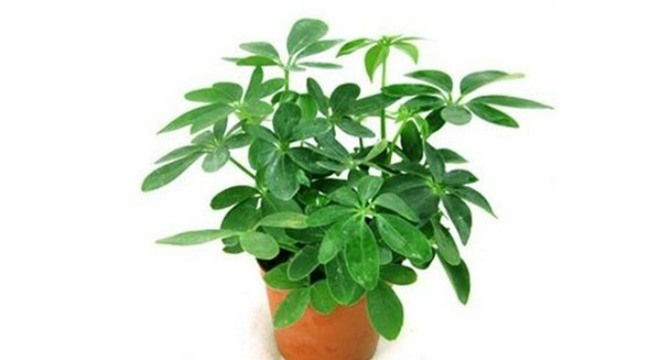 cay ngu gia bi: loai cay "than" xua duoi muoi, giup tai loc thang tien - 1