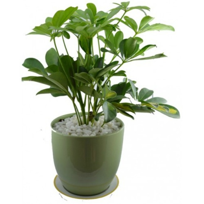 cay ngu gia bi: loai cay "than" xua duoi muoi, giup tai loc thang tien - 2