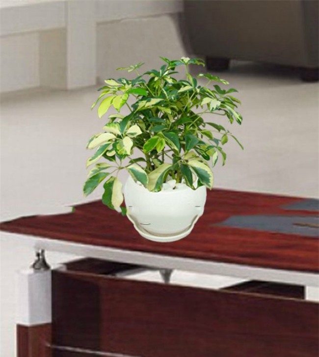 cay ngu gia bi: loai cay "than" xua duoi muoi, giup tai loc thang tien - 3