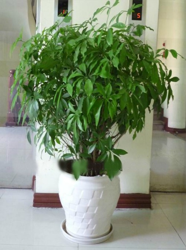 cay ngu gia bi: loai cay "than" xua duoi muoi, giup tai loc thang tien - 4