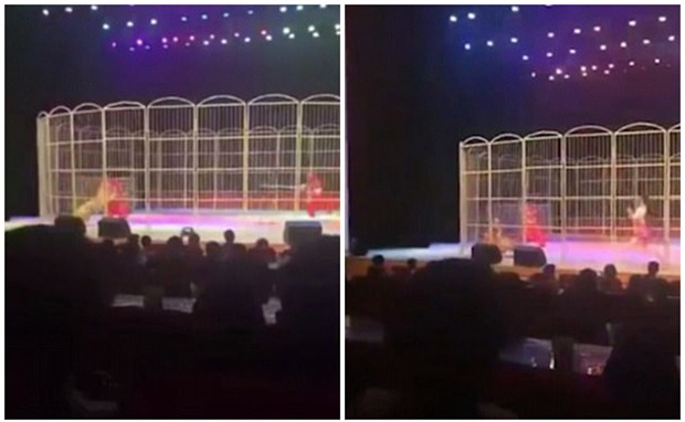 Huấn luyện viên bị hổ lao vào tấn công ngay trước sự chứng kiến của khán giả - Ảnh 2.