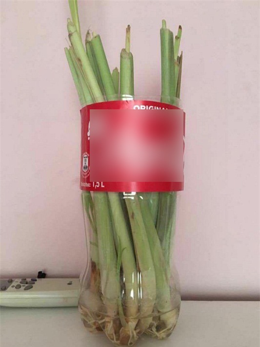 dan mang khoe anh trong sa, bay cach duoi muoi nha lam hieu qua "tram phan tram" - 3