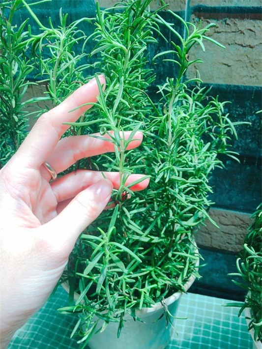 dan mang khoe anh trong sa, bay cach duoi muoi nha lam hieu qua "tram phan tram" - 7